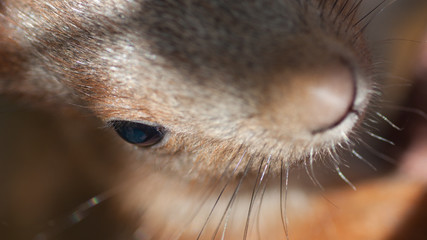 Eye of a red squirrel with nose hair