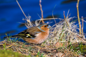 Male common chaffinch (Fringilla coelebs) bird near lake, during sunny spring day. Beautiful sunlight.