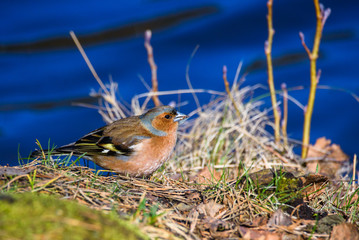 Male common chaffinch (Fringilla coelebs) bird near lake, during sunny spring day. Beautiful sunlight.