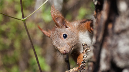 Red squirrel in the forest, regarding, attentive