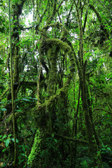 paisajes verdes colombia