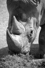 The white rhinoceros or square-lipped rhinoceros is the largest extant species of rhinoceros.  It has a wide mouth used for grazing and is the most social of all rhino species © Daniel Meunier