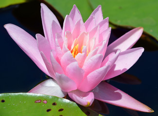 Water lily. Nymphaeaceae is a family of flowering plants. Members of this family are commonly...