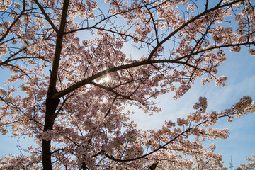 Sun rays shining through branches of pink cherry blossom tree, blue sky background.