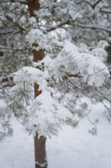 Landscape pine tree under snow vertical
