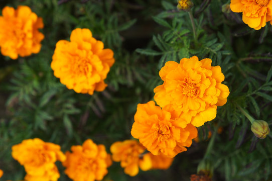 Tagetes french marigold orange flowers