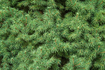 Picea glauca albertiana green plant background