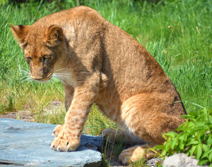 Lion is one of the four big cats in the genus Panthera, and a member of the family Felidae. With...