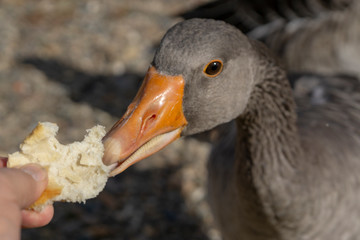 Human hand feeding wild duck, close-up with selective focus