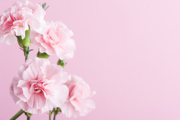 pink carnations on background