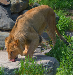 Lion is one of the four big cats in the genus Panthera, and a member of the family Felidae. With...