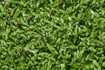Axonopus compressus brazilian carpet grass