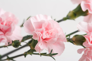Closeup of pink carnations