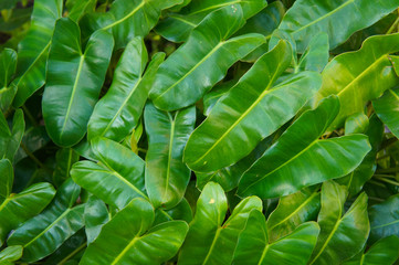Burle marx philodendron background © skymoon13