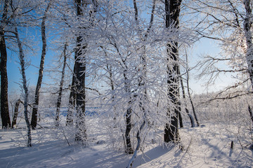Beautiful russian winter frosty day  in the countryside  under blue sky with snowy fields and icy trees.