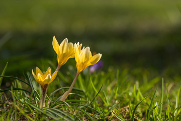 Several yellow crocuses close-up on a blurred background.