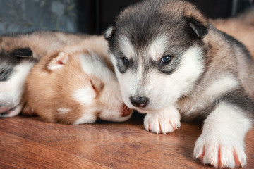Alaskan Malamute puppy looking at the camera