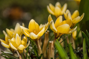 Several yellow crocuses close-up on a blurred background.