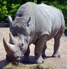 The white rhinoceros or square-lipped rhinoceros is the largest extant species of rhinoceros.  It has a wide mouth used for grazing and is the most social of all rhino species © Daniel Meunier