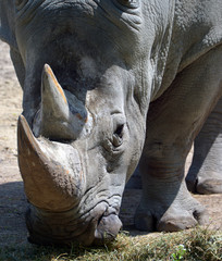 The white rhinoceros or square-lipped rhinoceros is the largest extant species of rhinoceros.  It has a wide mouth used for grazing and is the most social of all rhino species © Daniel Meunier
