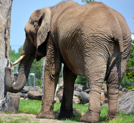 African elephants are elephants of the genus Loxodonta. The genus consists of two extant species:...