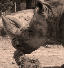The white rhinoceros or square-lipped rhinoceros is the largest extant species of rhinoceros.  It has a wide mouth used for grazing and is the most social of all rhino species © Daniel Meunier