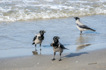 Three gray crows, Corvus Cornix, walking in shallow water.