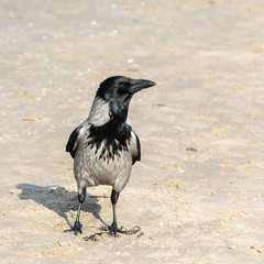 Crow, Corvus Cornix, stands in the sand and looks away.