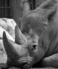 The white rhinoceros or square-lipped rhinoceros is the largest extant species of rhinoceros.  It has a wide mouth used for grazing and is the most social of all rhino species © Daniel Meunier