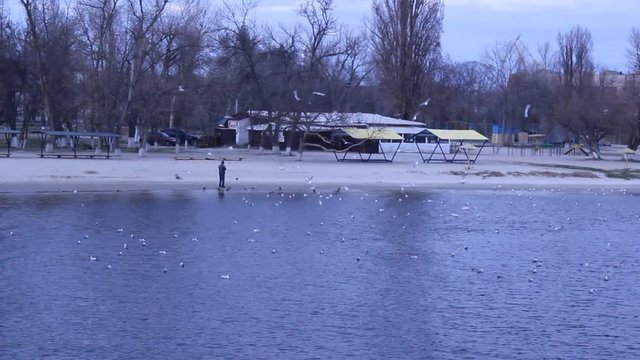 Single seagull flying with river