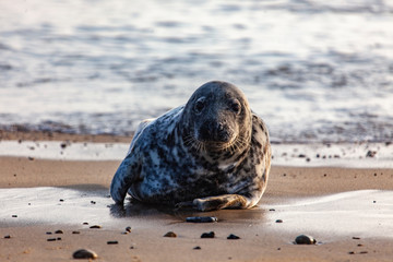 atlantic grey seal