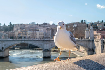 Weekend in Rome. The bridge over the Tiber. Albatross on the bridge