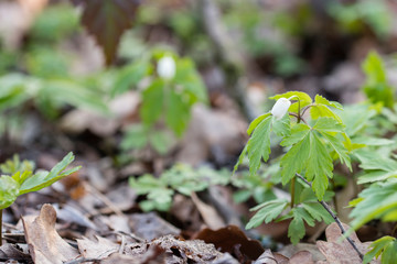 Obraz premium Flower bud of anemone flower anemone.