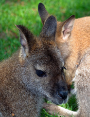 Wallaby is any animal belonging to the family Macropodidae that is smaller than a kangaroo and...