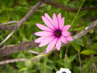 Flores silvestres - Flor fucsia