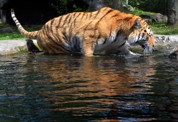 The tiger (Panthera tigris) is the largest cat species. It is the third largest land carnivore...