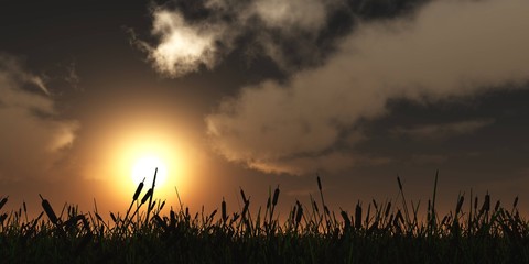 Grass at sunset, sun over grass, sunset in grass
