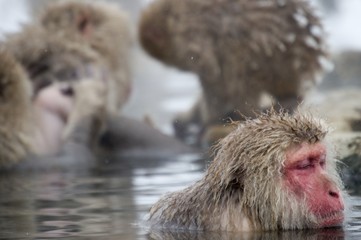 Snow Monkey Relaxing in Thermal Bath