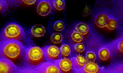 Macro yellow polyps on the purple Turbinaria SPS coral