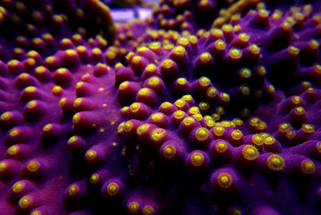 Macro yellow polyps on the purple Turbinaria SPS coral