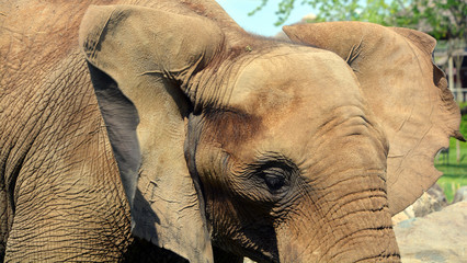 African elephants are elephants of the genus Loxodonta. The genus consists of two extant species:...