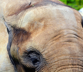 African elephants are elephants of the genus Loxodonta. The genus consists of two extant species:...