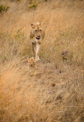 Mother and cub lion walking in brown high grass, perfectly camouflaged in african plains