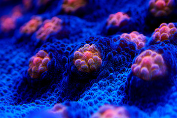 Halloween Screamer Chalice coral in macro shot ( Echinophyllia sp. ) © Kolevski.V