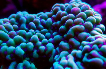 Ultra underwater macro on montipora SPS coral polyps