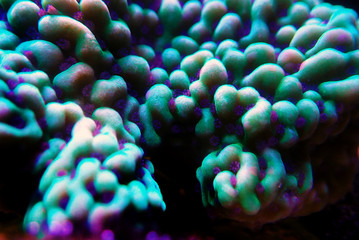 Ultra underwater macro on montipora SPS coral polyps