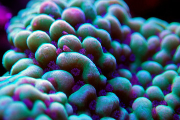Ultra underwater macro on montipora SPS coral polyps © Kolevski.V