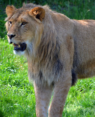Lion is one of the four big cats in the genus Panthera, and a member of the family Felidae. With...