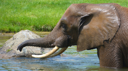 African elephants are elephants of the genus Loxodonta. The genus consists of two extant species:...