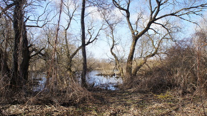 Wild nature. Forest and river in the wild. Spring Forest.